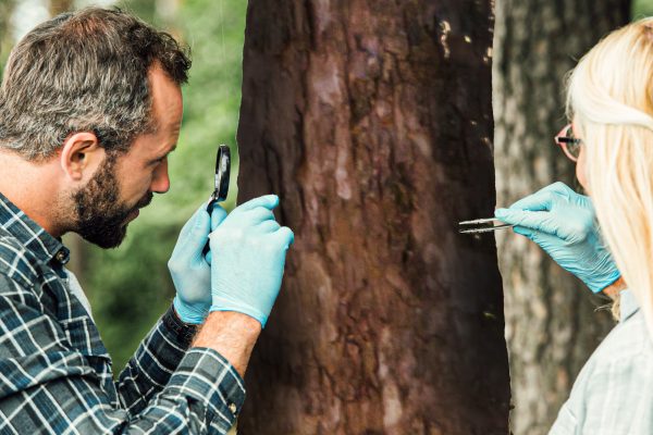 two-colleagues-scientists-examining-and-taking-sample-of-bark-of-tree-outdoors